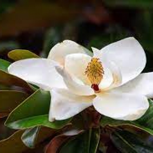 cortex magnolia - hou po